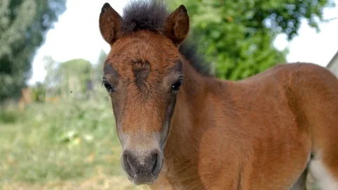 Young brown pony looks at the camera while insects fly around her face Stock Footage 112281953