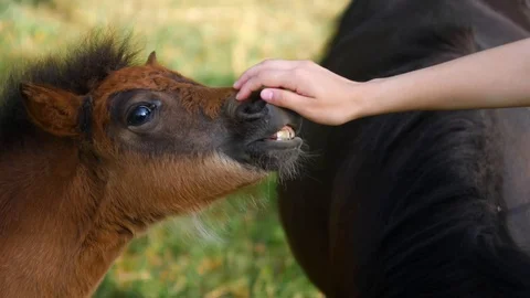 Young brown pony tries to bite girls hand while being playful with her in a farm Stock Footage 112281948
