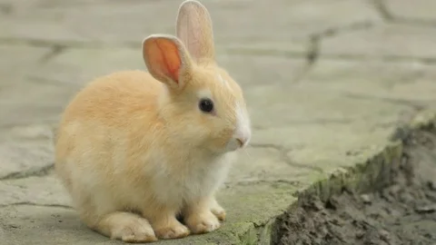 Young brown rabbit, Animals Background. Stock Footage 79890028