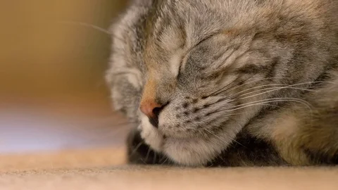 Young brown Scottish fold cat sleeping, close-up Stock Footage 75314568