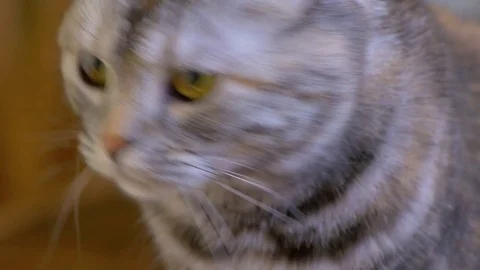 Young brown Scottish fold cat looking around, close-up Stock Footage 75339419