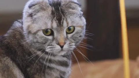 Young brown Scottish fold cat looking around, close-up Stock Footage 75379084