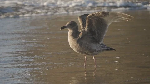 Young brown seagull flapping wings on sandy beach in pacific ocean water waves Vidéo 122805464