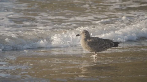 Young brown seagull standing on sandy beach in pacific ocean water waves Vídeo Stock 122805338
