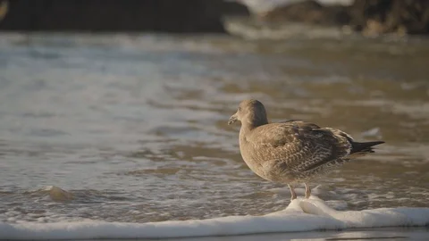 Young brown seagull stepping over waves on sandy beach in pacific ocean Vídeos de archivo 122805552