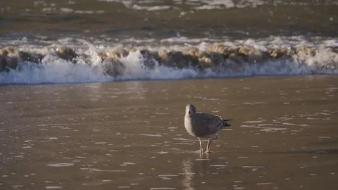 Young brown seagull walking on sandy beach shaking head Vidéo 122805236