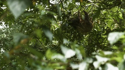 Young brown sloth hanging upside down high from green tree branch, Costa Rica Stock Footage 141245905