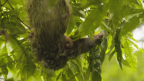 Young brown sloth hanging upside down from tree branch on sunny day, Costa Rica Stock-Footage 141245965
