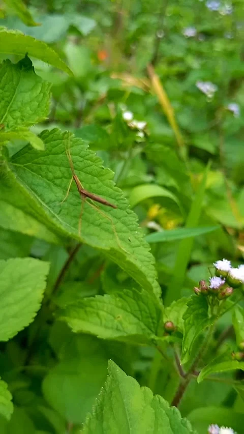 Young Brown Stick Insect on Ageratum Leaf Swaying in the Breeze – Macro Footage Stock Footage 322919342