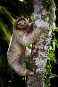 Young Brown-throated three-toed sloth climbing a tree Stock Photos