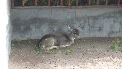 A young brown vicuna lying under the shade on the ground apparently sick or just Stock Footage 158260294