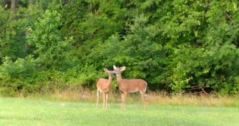 Young Buck and Doe Stock Footage 339327405