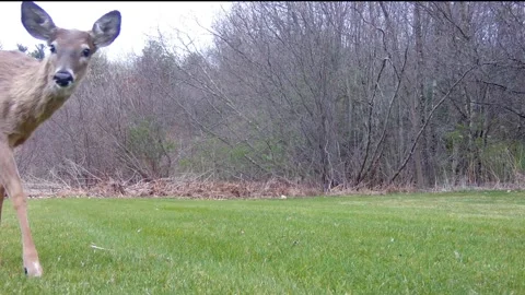 Young buck creeps left Stock Footage 186749347
