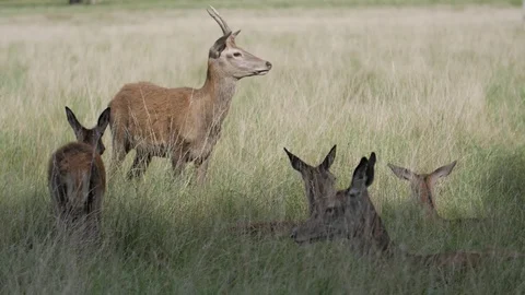 Young buck with deers Video stock 82722569
