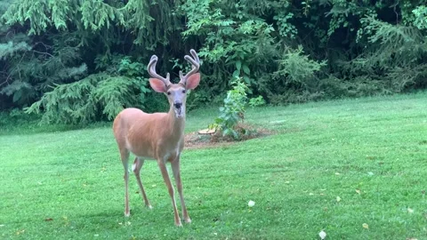 A Young Buck eating apples Stock Footage 172423986
