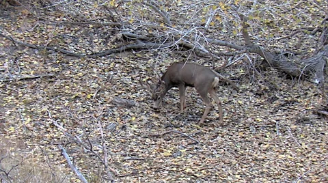 Young Buck Feeds in Deciduous Forest in Fall Stock Footage 49646964