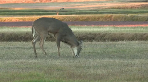 Young Buck Grazing with Warm Light in Background Stock Footage 56740103