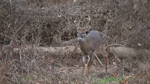 Young Buck Jumping Obstacles while Tracking a Doe During Rut Video stock 266275343