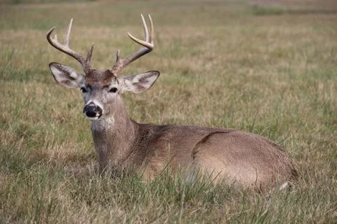 Young Buck Stock Photos