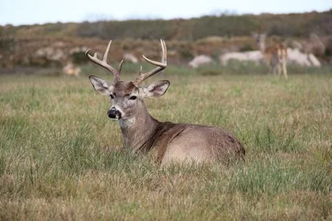 Young buck Stock Photos