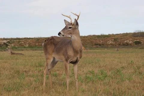 Young buck Stock Photos