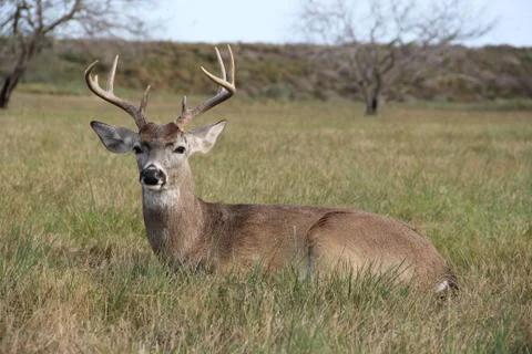 Young Buck Stock Photos
