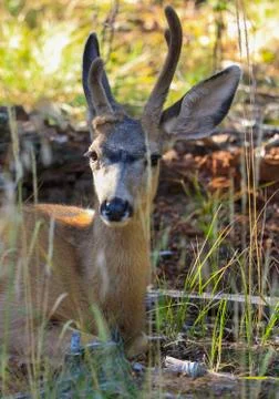 Young buck Stock Photos
