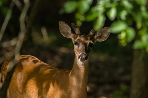 Young buck posing closeup Stock Photos