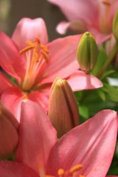 Young bud of asiatic lily Stock Photos