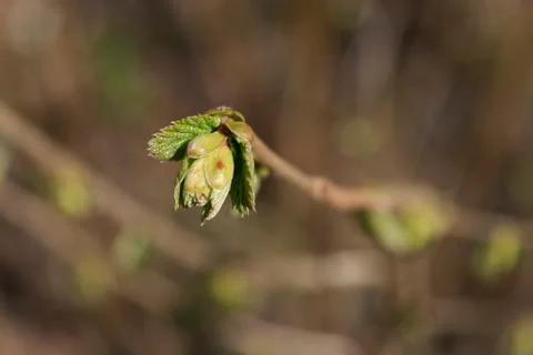 Young bud Stock Photos