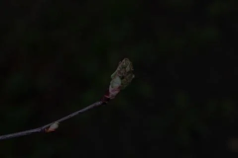 Young bud of a spring tree Stock-Fotos