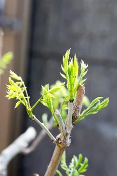 Young bud of a tree Stock Photos