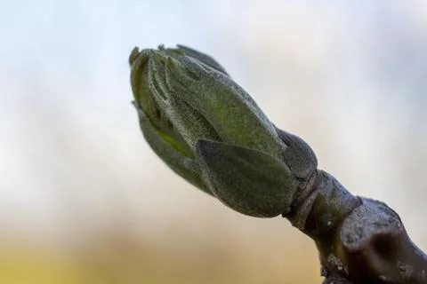 Young bud of a walnut Stock Photos
