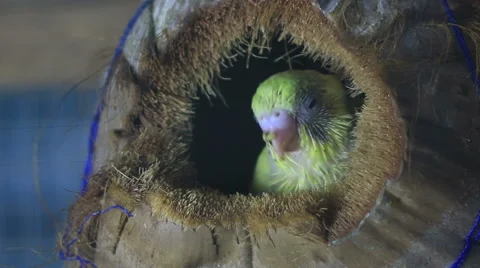 Young budgerigar in bird nets 스톡 동영상 62656498