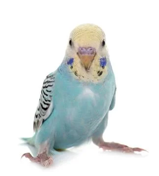 Young budgerigar in studio Foto stock