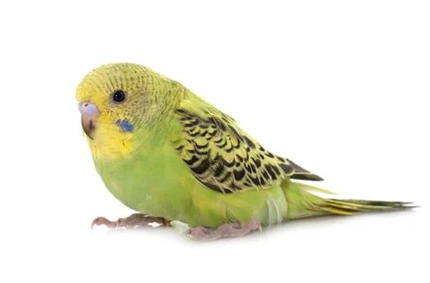 Young budgerigar in studio Stock Photos