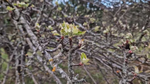 Young buds of an apple tree blooming in the spring Vídeos de archivo 335230275