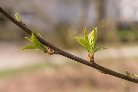 Young Buds on a Bird Cherry Tree (Prunus padus) Stock Photos