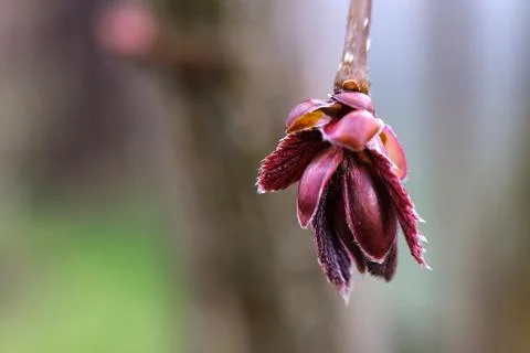 Young buds of decorative red hazel. Stock Photos