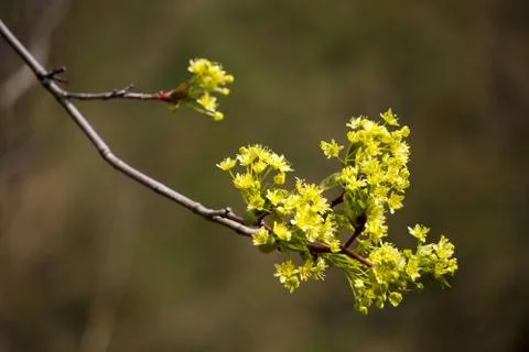 Young buds of the maple bloom in the spring. Foto stock