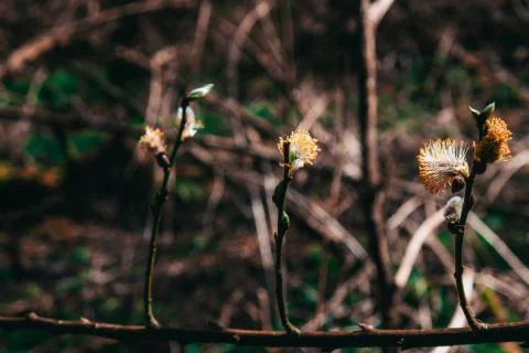 Young buds open on a tree branch Stock Photos