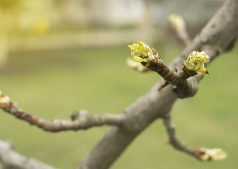 Young buds on a pear in spring Stock Photos