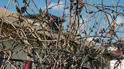 Young buds shrubs Video stock 49070694