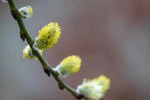 Young buds in spring Stock Photos