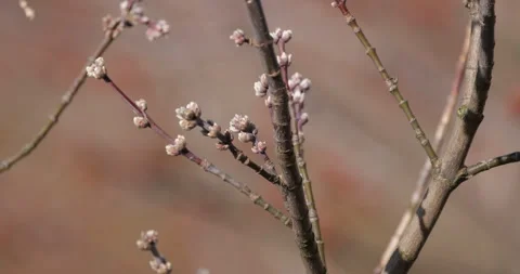 Young buds on the tree, early spring, 4K slomo Stock Footage 256158278