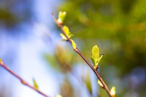 Young buds on a tree open under the rays of the spring bright sun Fotos Stock