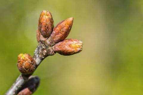 The young buds on the twig of a tree Stock Photos