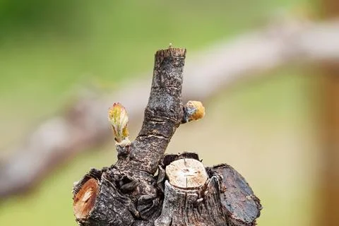 Young buds on vine branches in spring. Agriculture. Stock Photos