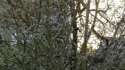 Young buds of willow tree Stock Footage 73684189