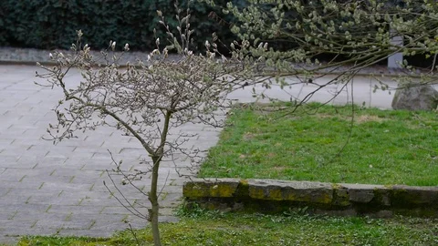 Young buds of willow tree Stock Footage 73685821